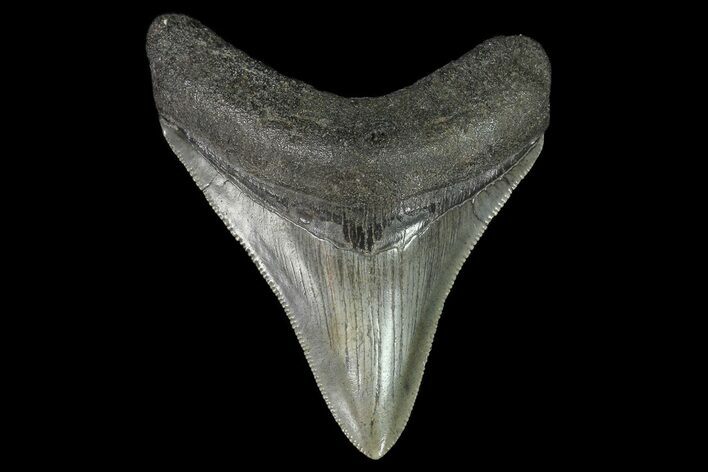Fossil Megalodon Tooth - Serrated Blade #74060